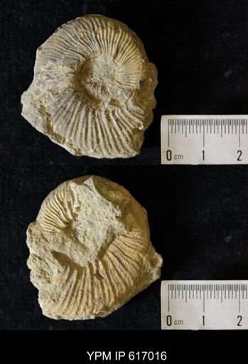 Prionocyclus sp.