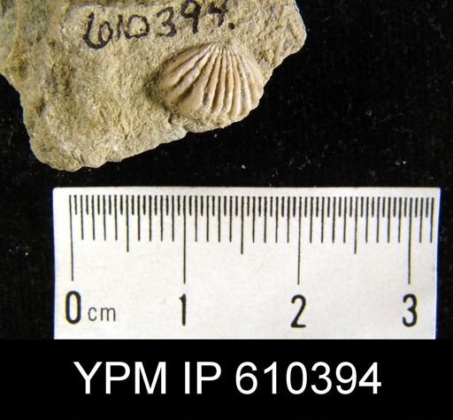 Camarotoechia sp.