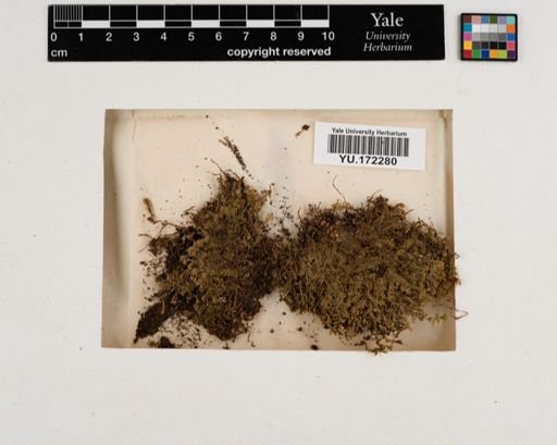 Plantae