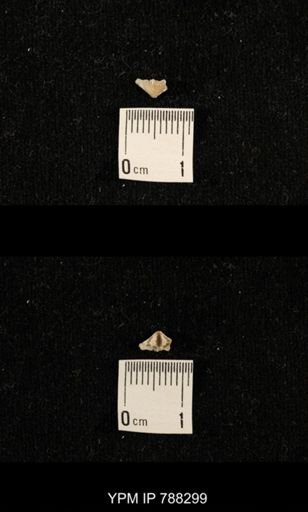 taxon undetermined