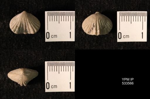 Rhynchotrema inaequivalve