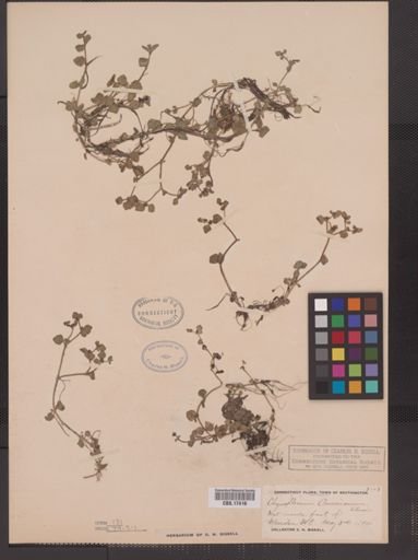 Chrysosplenium americanum