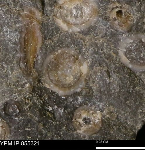 undet. Mollusca