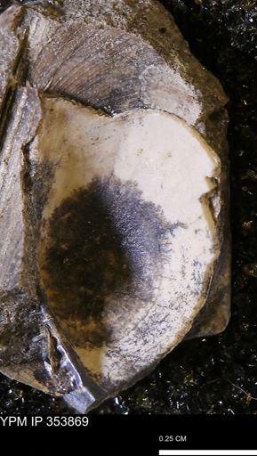 Limopsis striatopunctatus