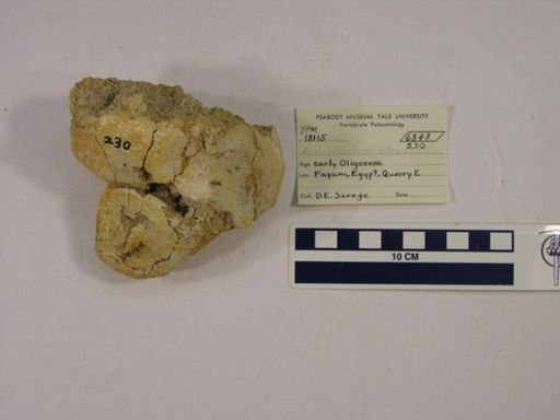 Arsinoitherium sp.