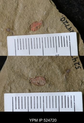 undet. Ichnofossil
