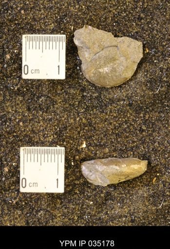 Discoscaphites rossi
