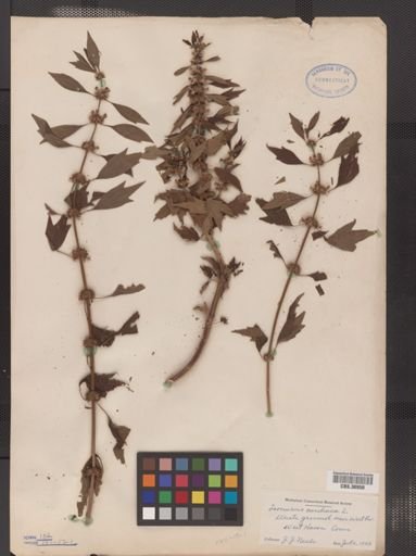 Leonurus cardiaca