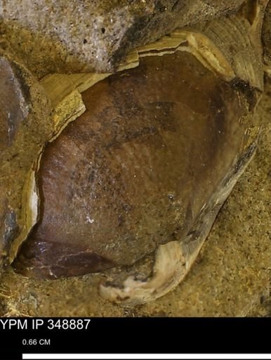 undet. Bivalvia