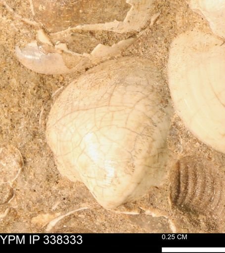 Protocardia subquadrata