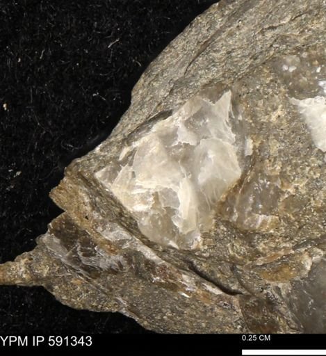 undet. Bivalvia