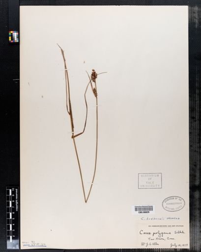 Carex polygama