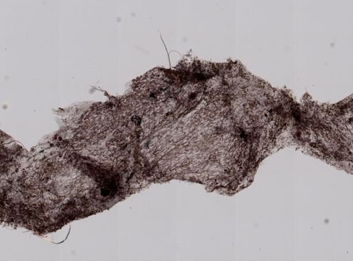 Vampyroteuthis infernalis