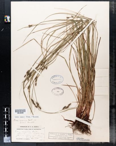 Carex swanii