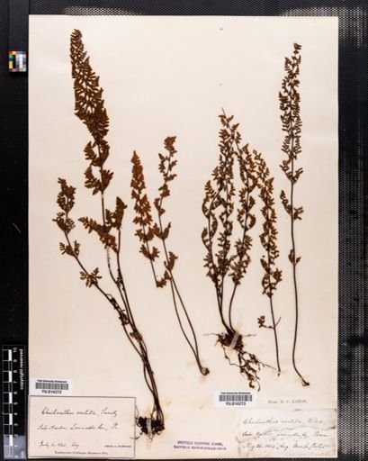 Cheilanthes vestita