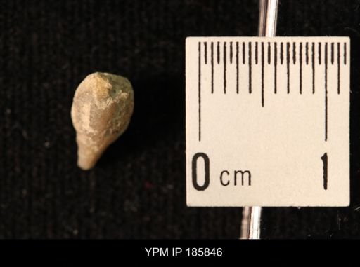 Codaster pyramidatus