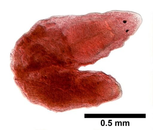 Plagiostomum whitmani