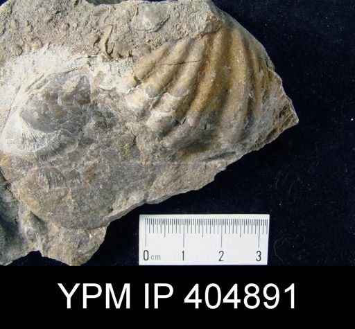 Macropleura?