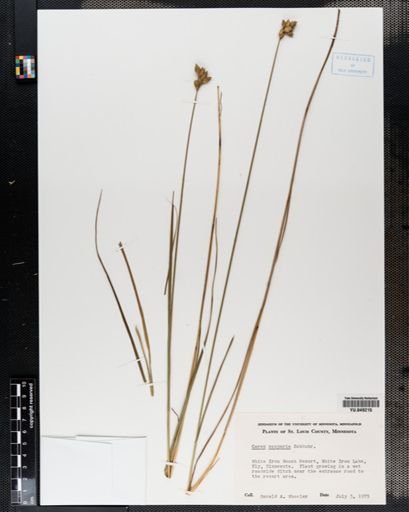 Carex scoparia