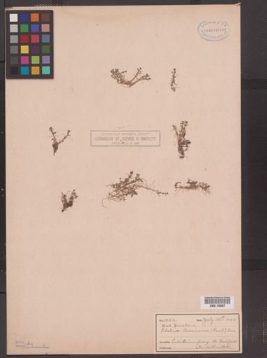 Elatine americana