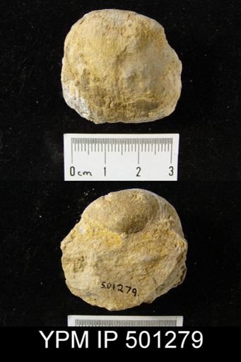 Productus morrowensis?