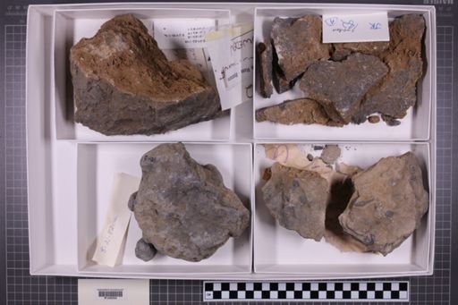 mixed taxa, stratigraphic collection