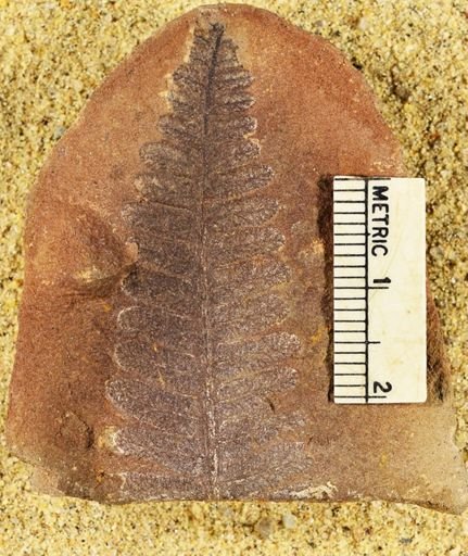 Pecopteris