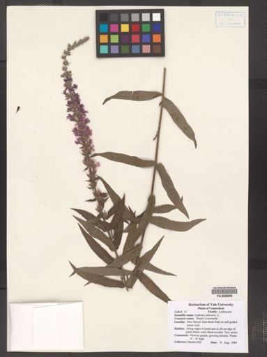 Lythrum salicaria