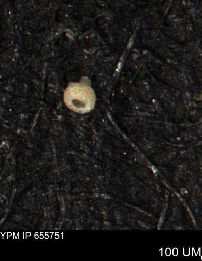 Clathrocyclas (Clathrocyclas) irrasa