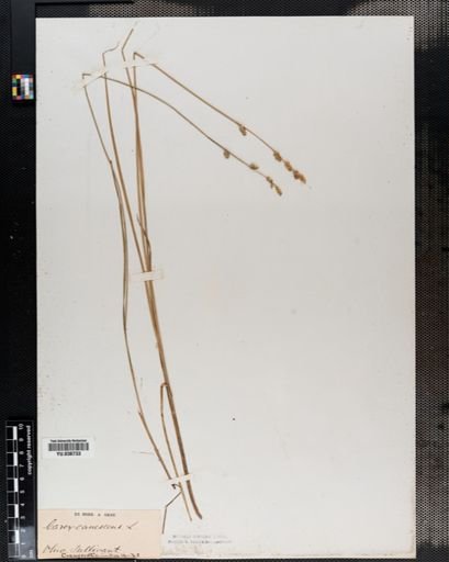 Carex canescens