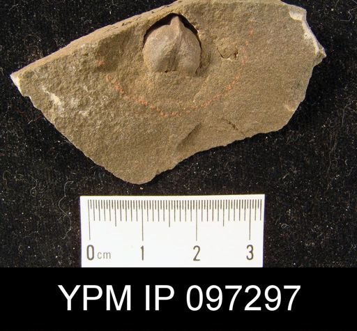 Hyattidina congesta
