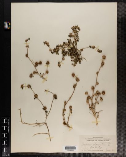 Plantae
