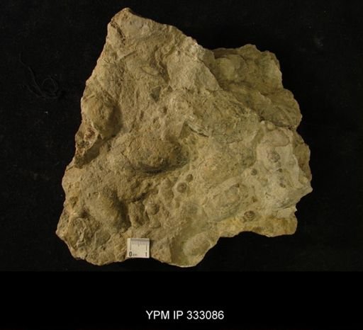 Modiolopsis sp.