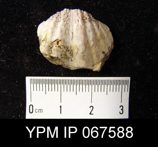 Delthyris perlamellosa