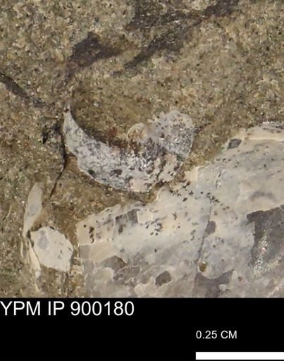 undet. Mollusca