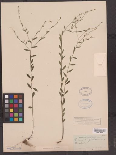 Linum virginianum