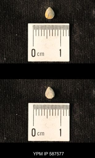 Camarotoechia whitei