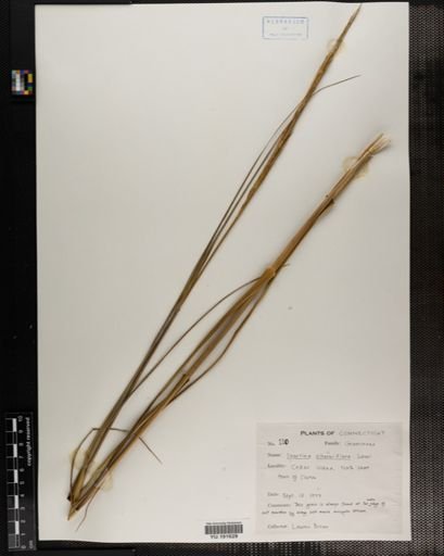Plantae