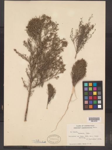 Lepidium ramosissimum