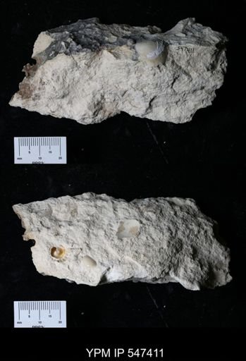 undet. Bivalvia