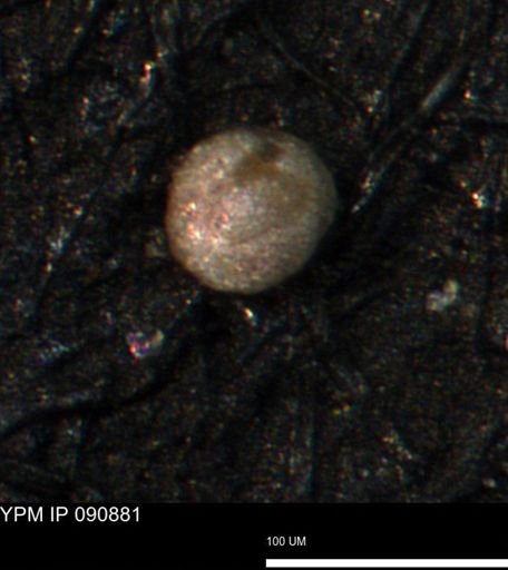 Glomospira glomerosa