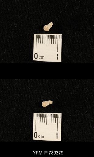 undet. Bryozoa