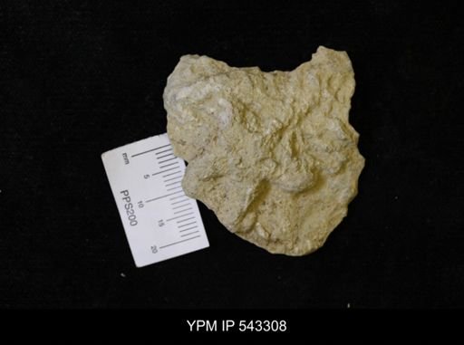 Asteriacites sp.