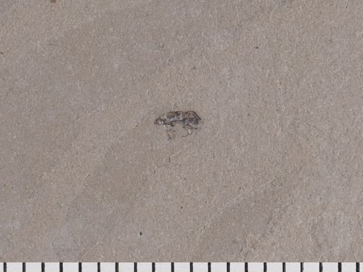 undet. Curculionidae