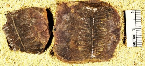 Pecopteris