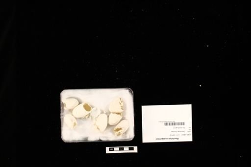 Myuchelys novaeguineae