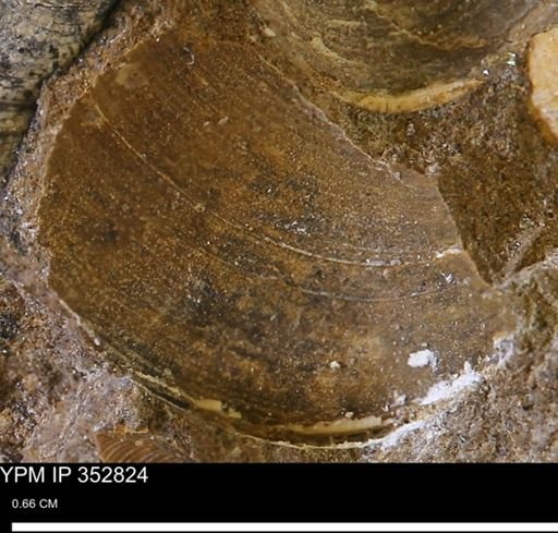 undet. Bivalvia