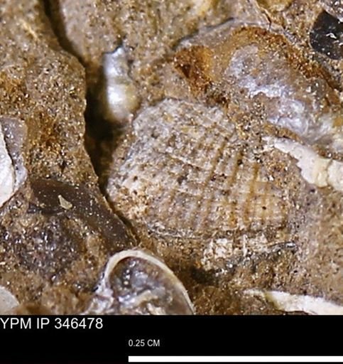 undet. Mollusca