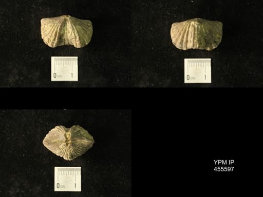 Platystrophia laticosta