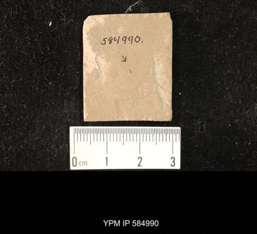 undet. Hexapoda